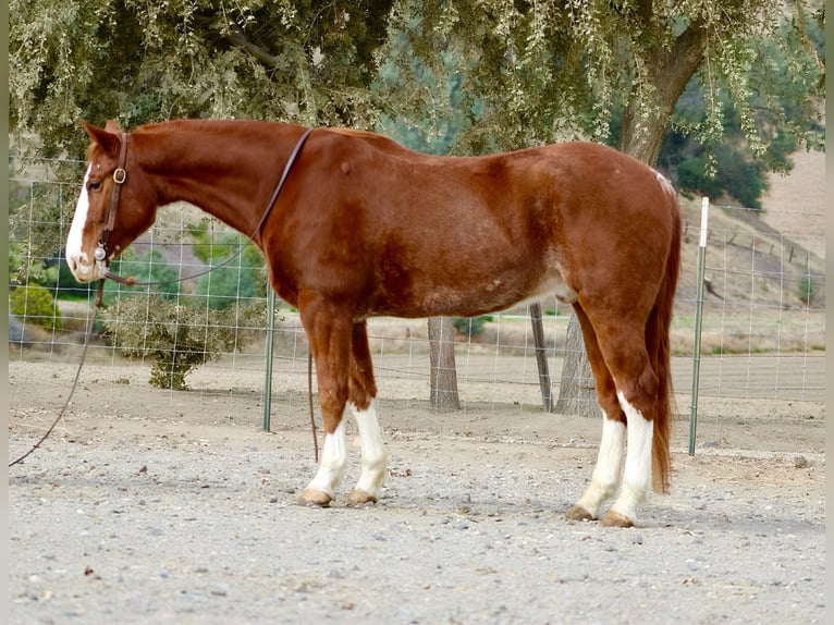 American Quarter Horse Wałach 6 lat 152 cm Ciemnokasztanowata in Paicines CA