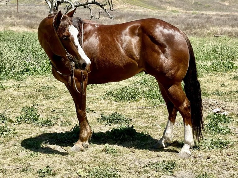 American Quarter Horse Wałach 6 lat 152 cm Ciemnokasztanowata in Paicines CA
