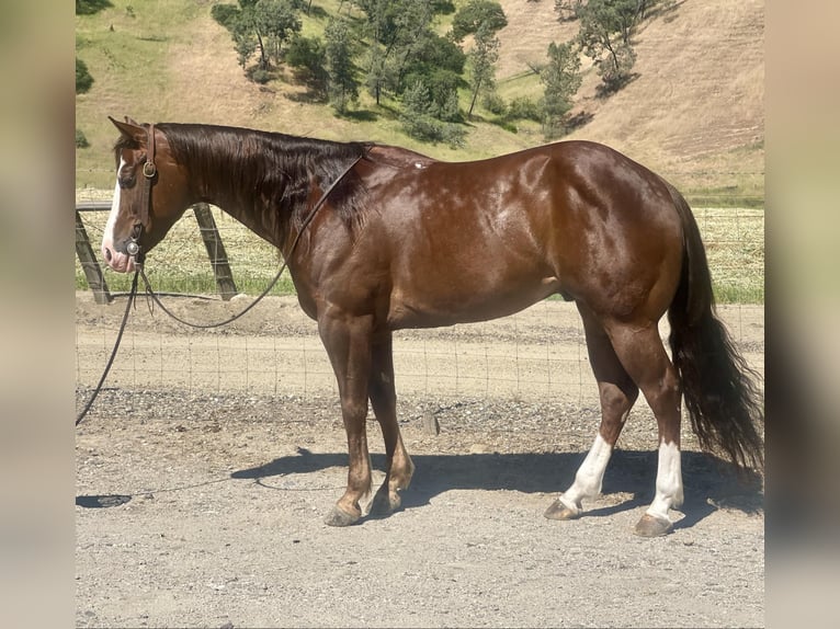 American Quarter Horse Wałach 6 lat 152 cm Ciemnokasztanowata in Paicines CA