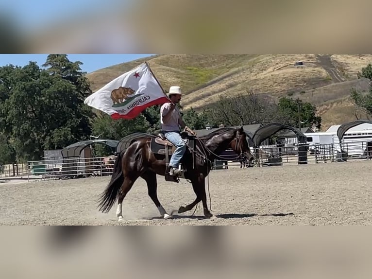 American Quarter Horse Wałach 6 lat 152 cm Ciemnokasztanowata in Paicines CA