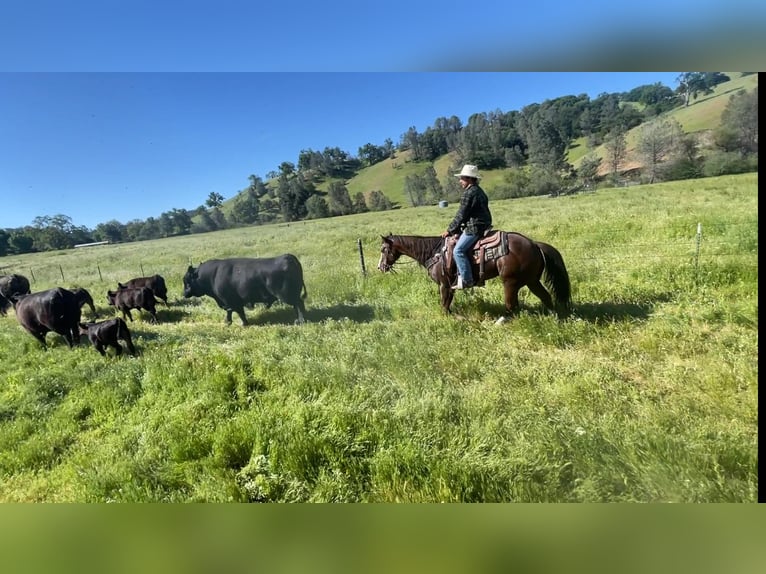 American Quarter Horse Wałach 6 lat 152 cm Ciemnokasztanowata in Paicines CA