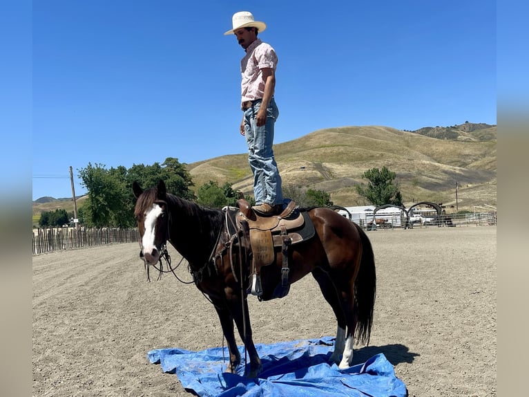 American Quarter Horse Wałach 6 lat 152 cm Ciemnokasztanowata in Paicines CA