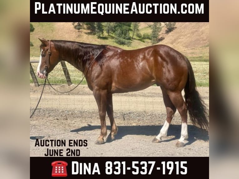 American Quarter Horse Wałach 6 lat 152 cm Ciemnokasztanowata in Paicines CA
