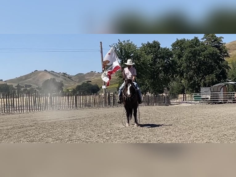 American Quarter Horse Wałach 6 lat 152 cm Ciemnokasztanowata in Paicines CA