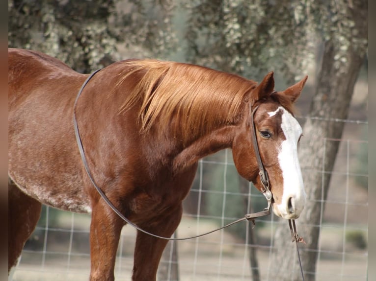 American Quarter Horse Wałach 6 lat 152 cm Ciemnokasztanowata in Paicines CA