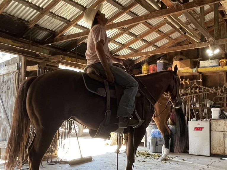 American Quarter Horse Wałach 6 lat 152 cm Ciemnokasztanowata in Paicines CA