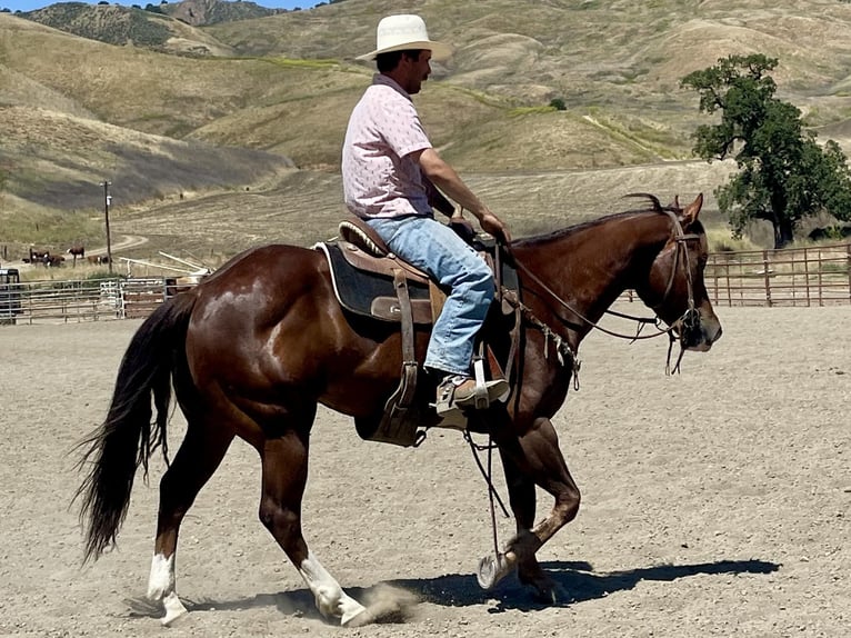 American Quarter Horse Wałach 6 lat 152 cm Ciemnokasztanowata in Paicines CA
