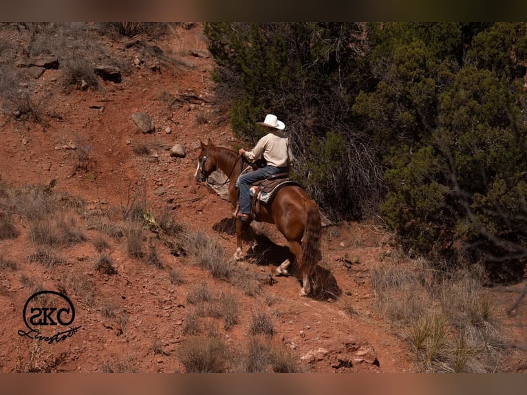 American Quarter Horse Wałach 6 lat 152 cm Cisawa in Canyon
