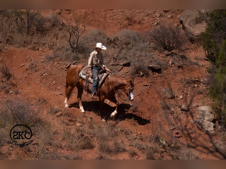 American Quarter Horse Wałach 6 lat 152 cm Cisawa in Canyon