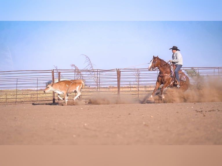 American Quarter Horse Wałach 6 lat 152 cm Cisawa in Canyon