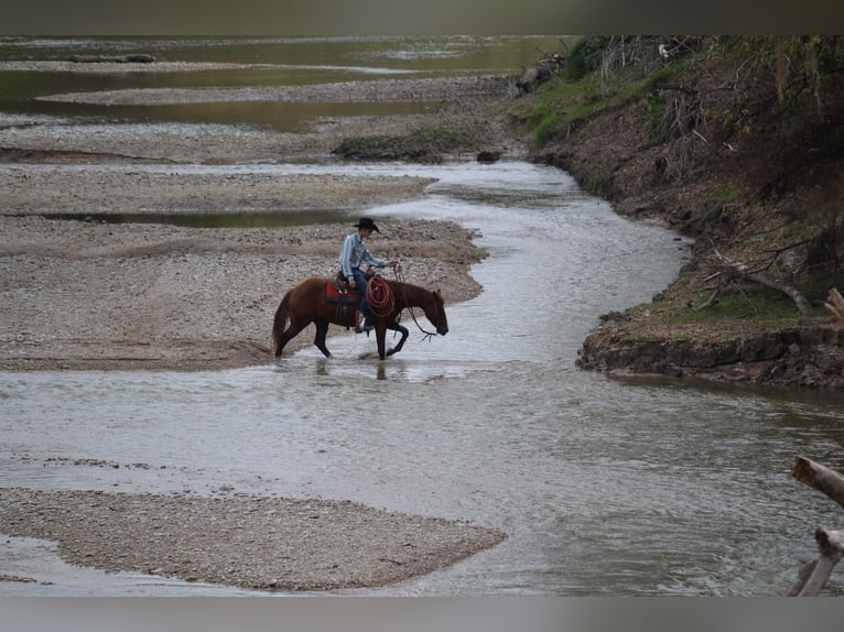American Quarter Horse Wałach 6 lat 152 cm Cisawa in Salado