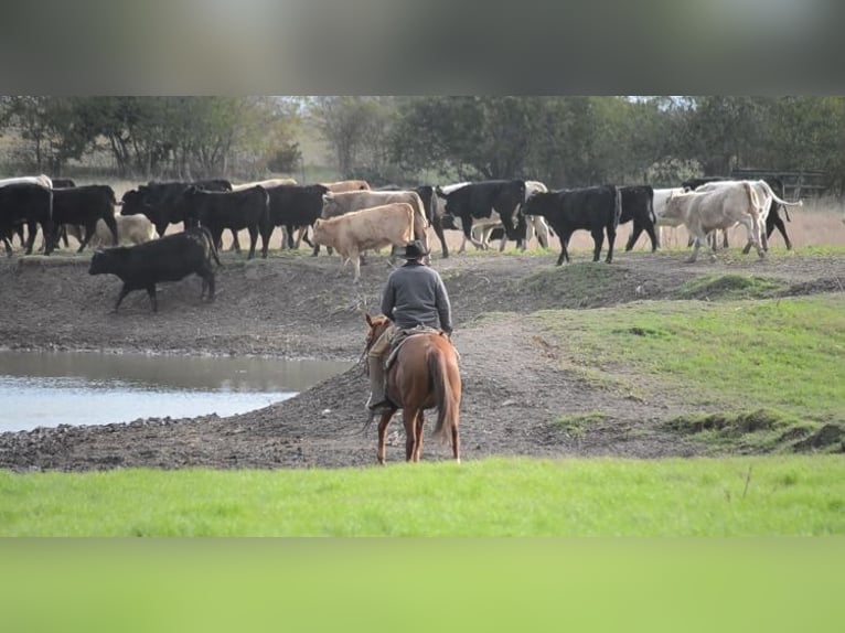 American Quarter Horse Wałach 6 lat 152 cm Cisawa in Salado
