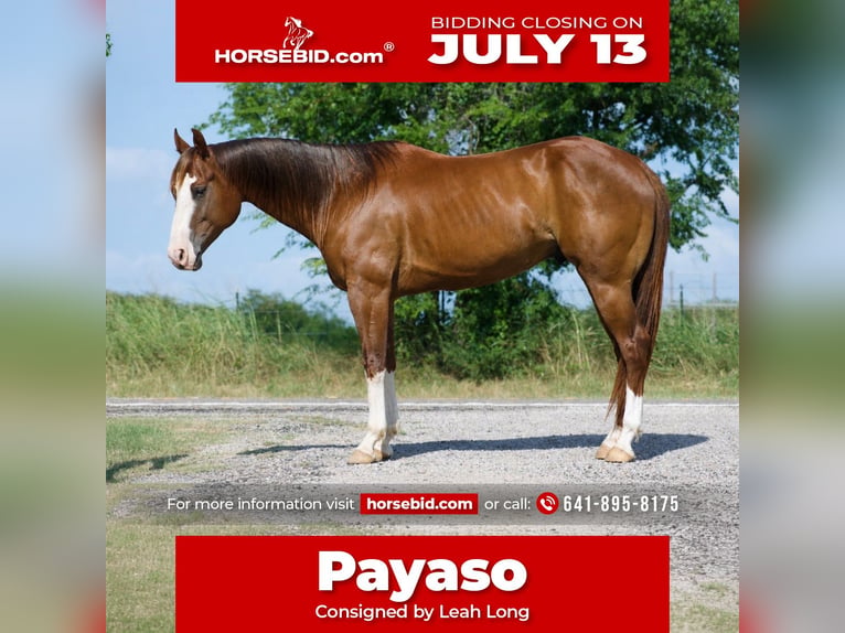 American Quarter Horse Wałach 6 lat 152 cm Cisawa in Sulphur Springs
