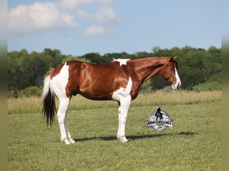 American Quarter Horse Wałach 6 lat 152 cm Cisawa in Mount Vernon