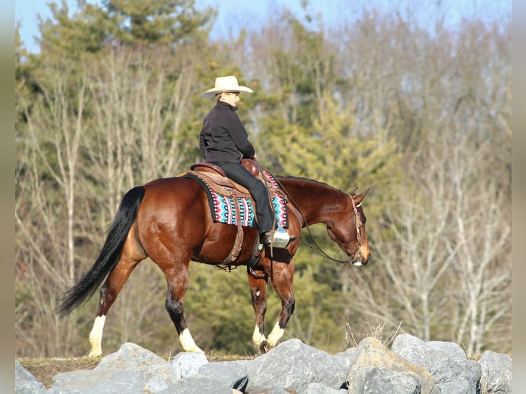 American Quarter Horse Wałach 6 lat 152 cm Gniada in Rebersburg