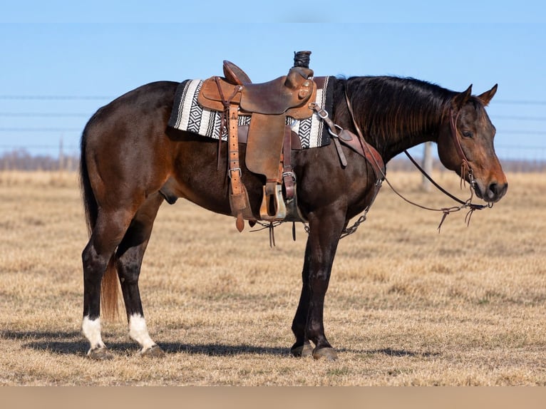 American Quarter Horse Wałach 6 lat 152 cm Gniada in Decorah