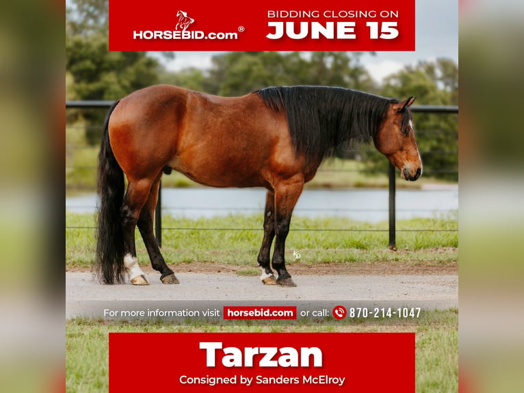 American Quarter Horse Wałach 6 lat 152 cm Gniada in Mountain View