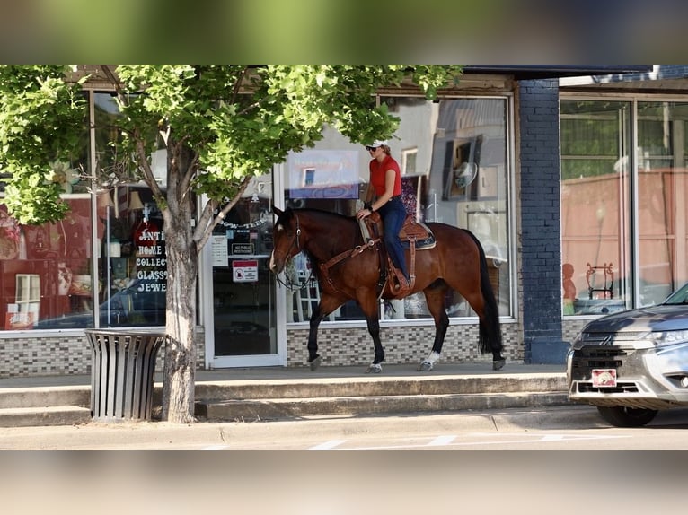 American Quarter Horse Wałach 6 lat 152 cm Gniada in Mountain View