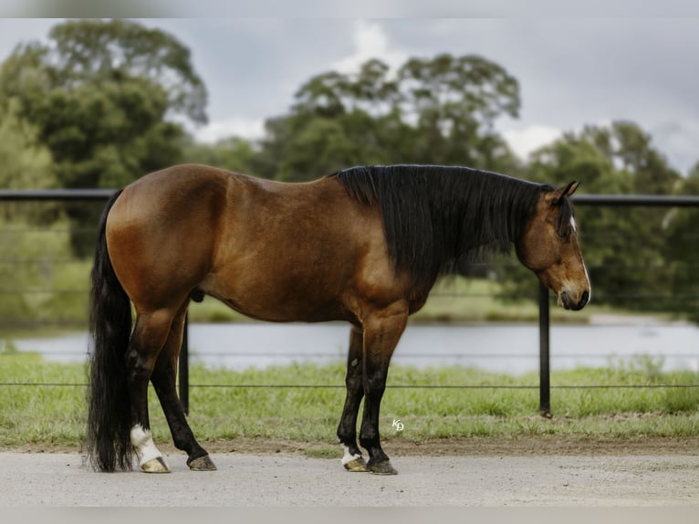American Quarter Horse Wałach 6 lat 152 cm Gniada in Mountain View