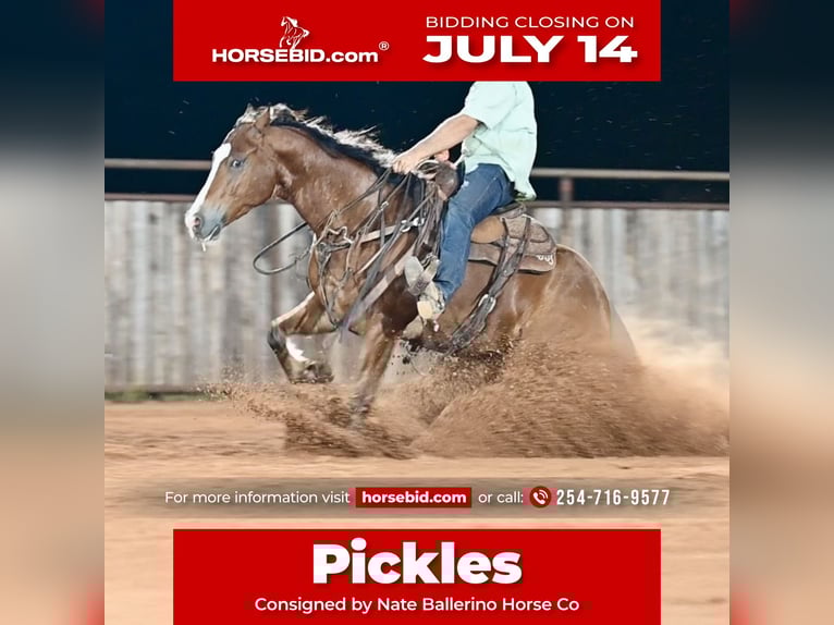 American Quarter Horse Wałach 6 lat 152 cm Gniada in Waco, TX
