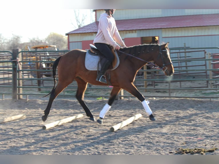 American Quarter Horse Wałach 6 lat 152 cm Gniada in Fort Collins CO