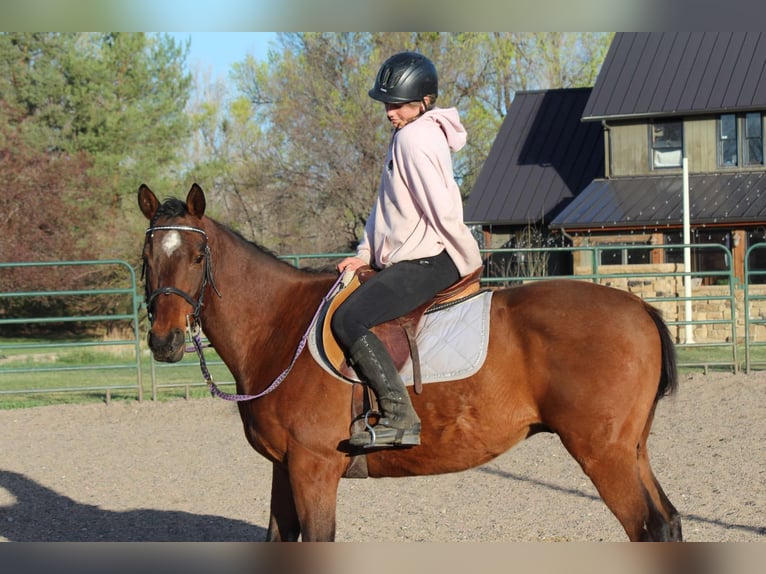 American Quarter Horse Wałach 6 lat 152 cm Gniada in Fort Collins CO