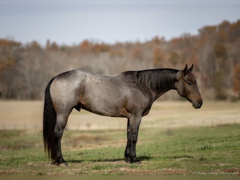 American Quarter Horse Wałach 6 lat 152 cm Gniadodereszowata in Auburn