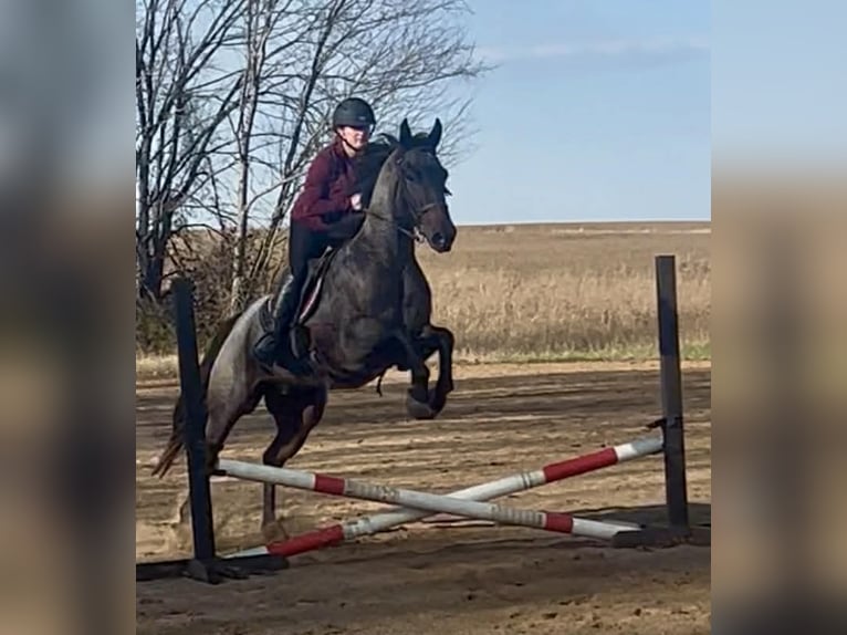 American Quarter Horse Wałach 6 lat 152 cm Gniadodereszowata in Auburn