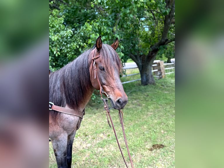 American Quarter Horse Wałach 6 lat 152 cm Gniadodereszowata in Whitesboro, TX