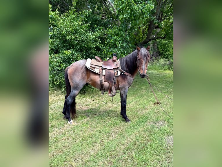 American Quarter Horse Wałach 6 lat 152 cm Gniadodereszowata in Whitesboro, TX