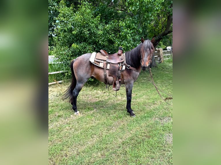 American Quarter Horse Wałach 6 lat 152 cm Gniadodereszowata in Whitesboro, TX