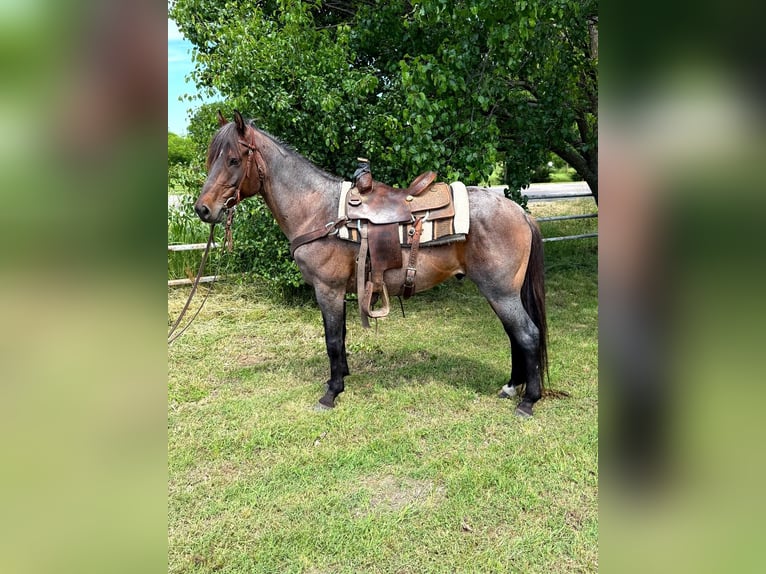 American Quarter Horse Wałach 6 lat 152 cm Gniadodereszowata in Whitesboro, TX