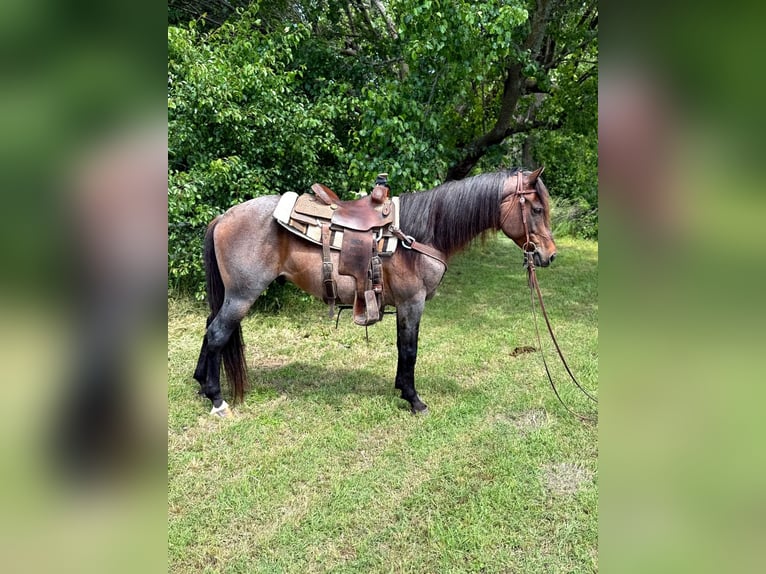 American Quarter Horse Wałach 6 lat 152 cm Gniadodereszowata in Whitesboro, TX