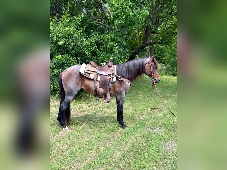 American Quarter Horse Wałach 6 lat 152 cm Gniadodereszowata in Whitesboro, TX
