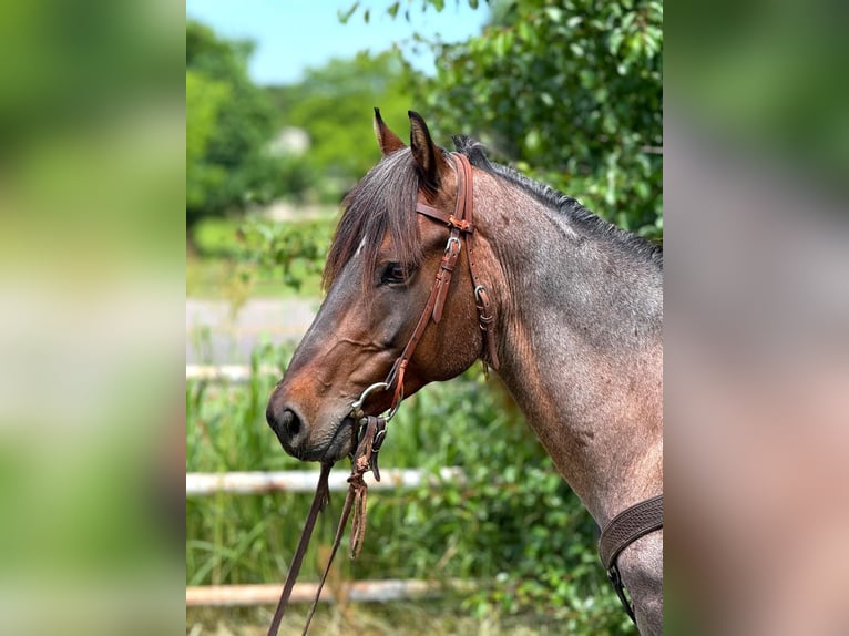 American Quarter Horse Wałach 6 lat 152 cm Gniadodereszowata in Whitesboro, TX