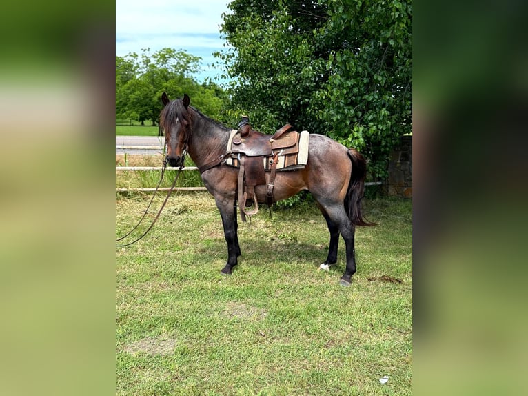 American Quarter Horse Wałach 6 lat 152 cm Gniadodereszowata in Whitesboro, TX