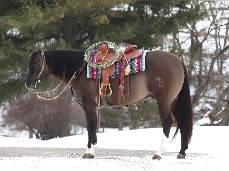 American Quarter Horse Wałach 6 lat 152 cm Grullo in Millersburg