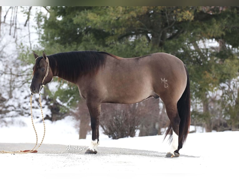 American Quarter Horse Wałach 6 lat 152 cm Grullo in Millersburg