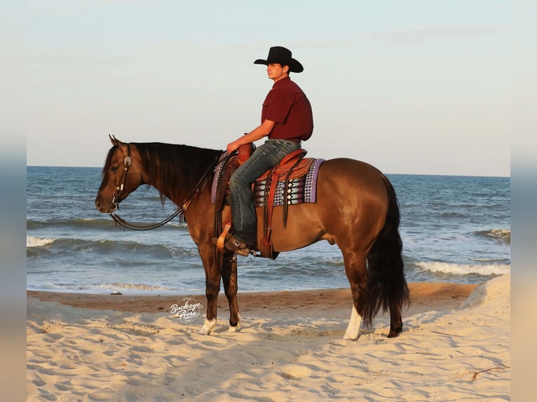 American Quarter Horse Wałach 6 lat 152 cm Grullo in Millersburg
