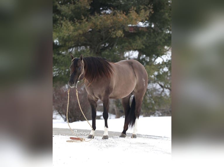 American Quarter Horse Wałach 6 lat 152 cm Grullo in Millersburg