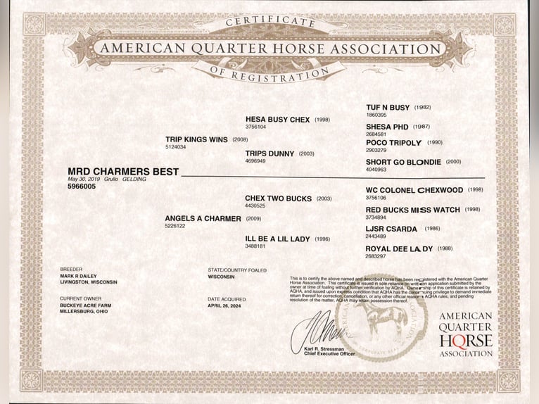 American Quarter Horse Wałach 6 lat 152 cm Grullo in Millersburg