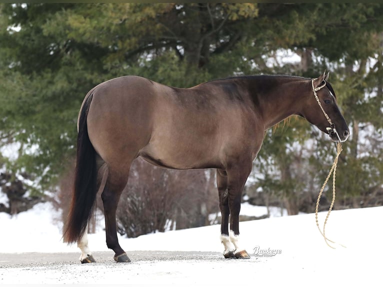 American Quarter Horse Wałach 6 lat 152 cm Grullo in Millersburg