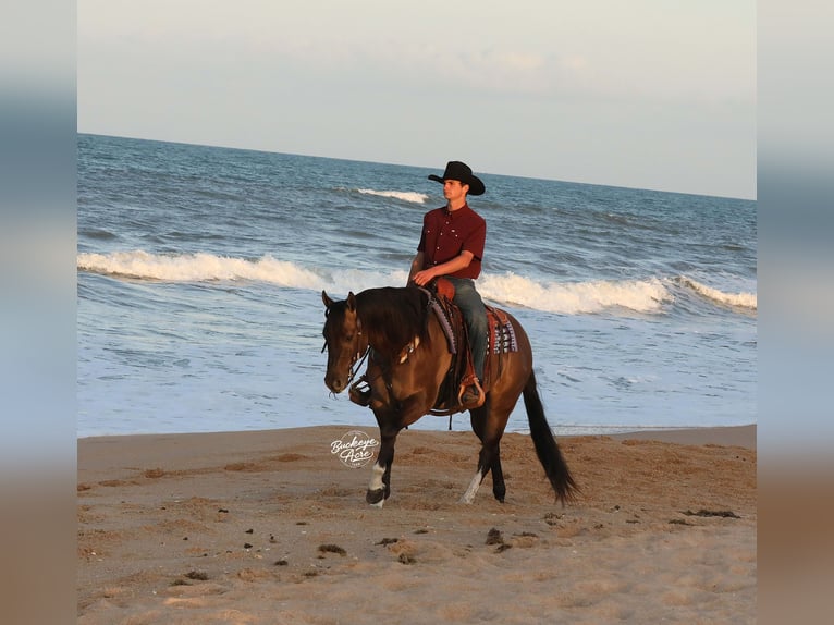American Quarter Horse Wałach 6 lat 152 cm Grullo in Millersburg