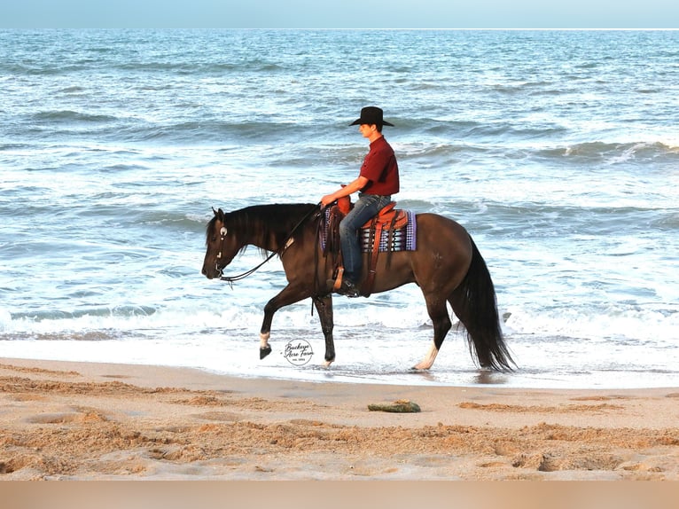 American Quarter Horse Wałach 6 lat 152 cm Grullo in Millersburg