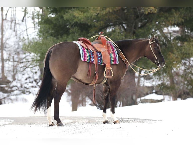 American Quarter Horse Wałach 6 lat 152 cm Grullo in Millersburg