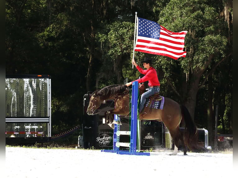 American Quarter Horse Wałach 6 lat 152 cm Grullo in Millersburg
