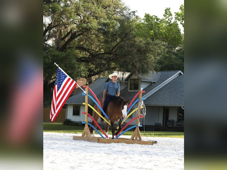 American Quarter Horse Wałach 6 lat 152 cm Grullo in Millersburg
