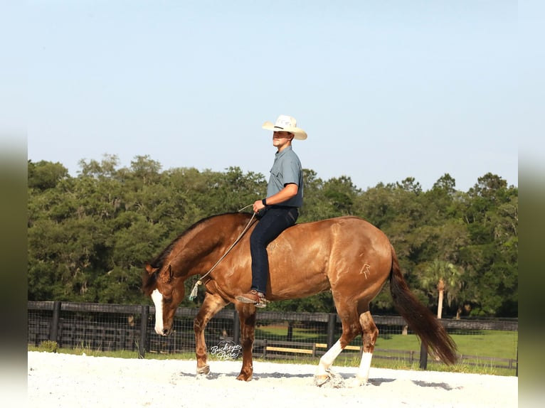 American Quarter Horse Wałach 6 lat 152 cm Grullo in Millersburg