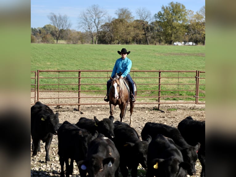 American Quarter Horse Wałach 6 lat 152 cm Izabelowata in Buffalo