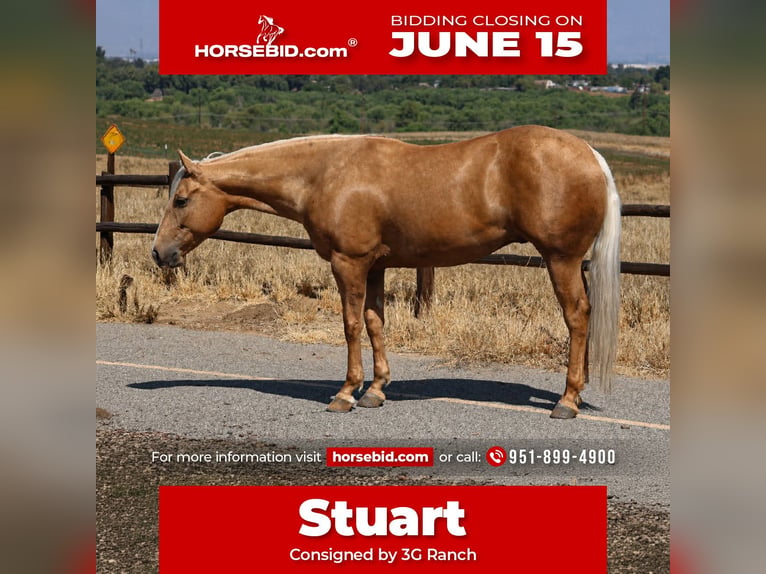 American Quarter Horse Wałach 6 lat 152 cm Izabelowata in Norco